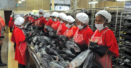 Image 2: Fish Processing somwhere in PNG